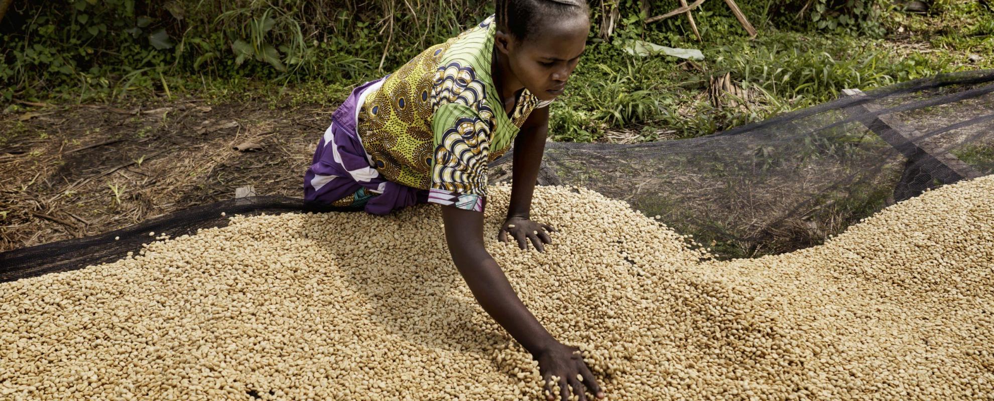 De Congolese koffiecoöperatie Muungano toont dat een andere aanpak mogelijk is. © Eric de Mildt