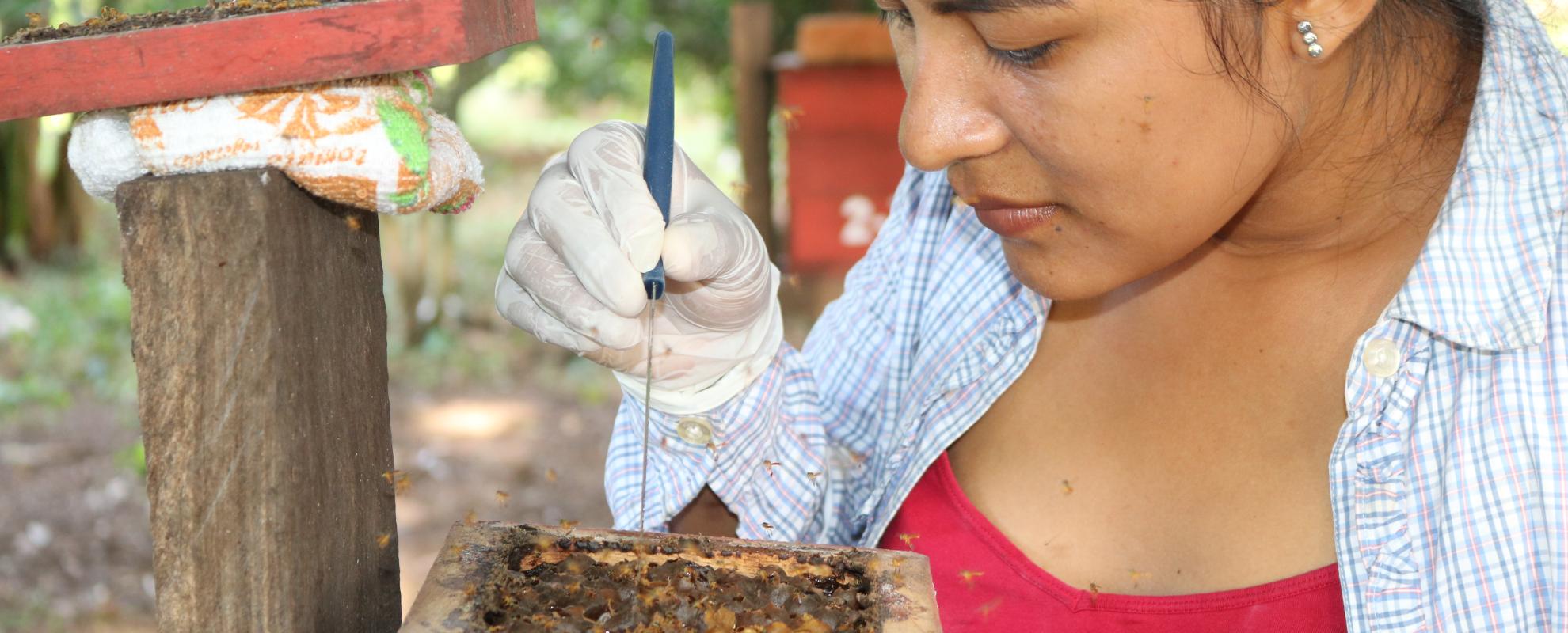 Boliviaanse vrouw actief in de meliponicultuur en bijenteelt