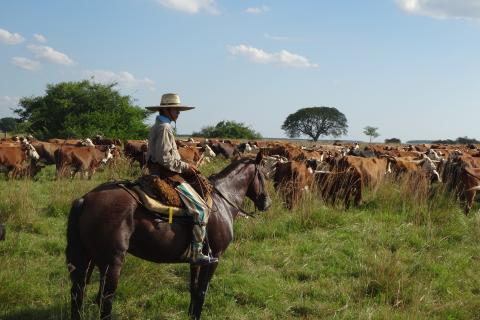 Gaucho op paard hoedt koeien in Argentinië